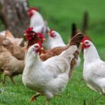 Confirman primer caso de influenza aviar en plantel industrial de El Monte y suspenden exportaciones avícolas