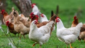 Confirman primer caso de influenza aviar en plantel industrial de El Monte y suspenden exportaciones avícolas