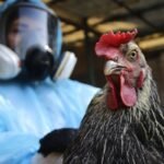 Influenza aviar en Sudamérica eleva alerta sanitaria en Chile tras detección de H5N1 en humedal El Yali